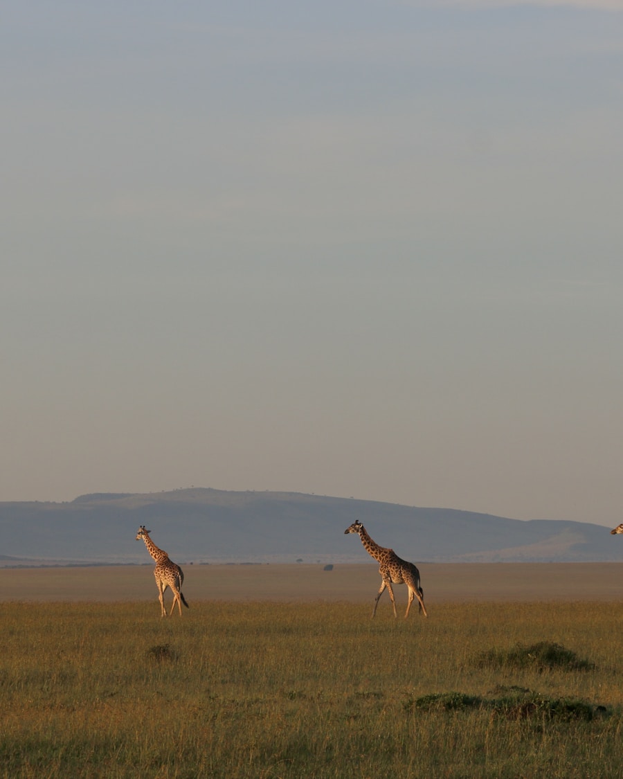 Giraffes on the golden savanna at sunset